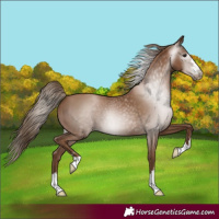 Horse Color:Gray Black Pearl