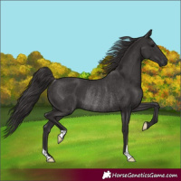 Horse Color:Smoky Black Rabicano 