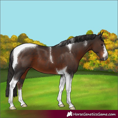 Horse Color:Gray Liver Chestnut Tobiano