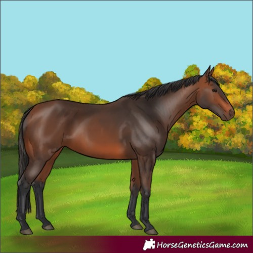 Horse Color:Bay 