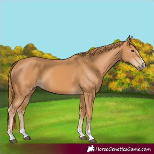 Horse Color:Chestnut 