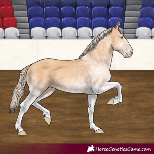 Horse Color:White Spotted Gold Champagne 