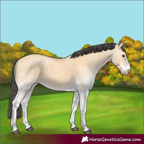 Horse Color:White Spotted Buckskin 