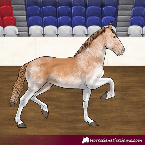 Horse Color:White Spotted Chestnut 