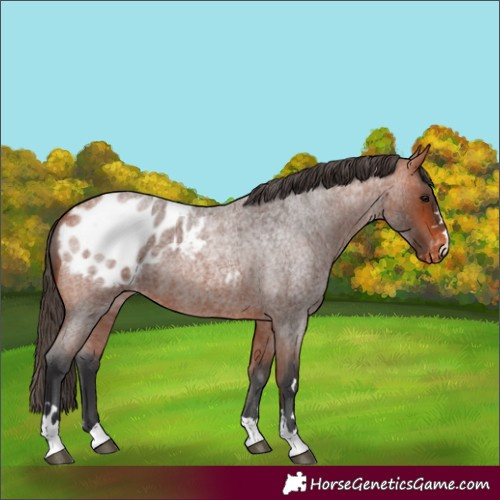 Horse Color:Bay Roan Appaloosa 