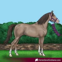 Horse Color:Classic Champagne 