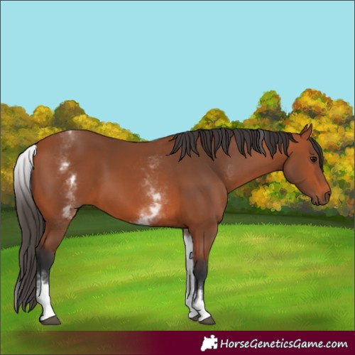 Horse Color:White Spotted Bay 