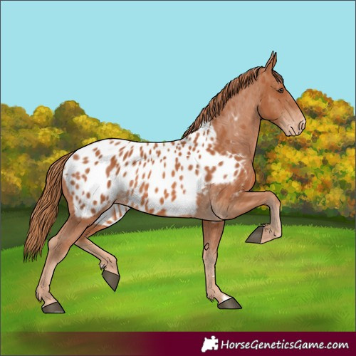 Horse Color:Chestnut Appaloosa 