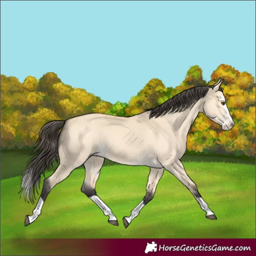 Horse Color:Buckskin Dun Splash 
