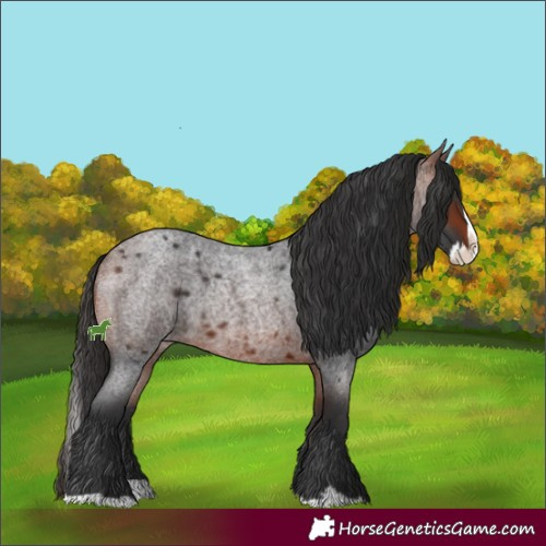 Horse Color:Bay Roan Splash 