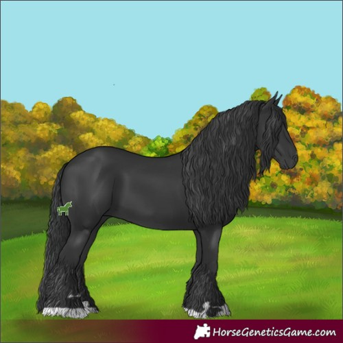 Horse Color:Black 