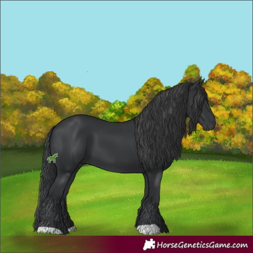 Horse Color:Black 