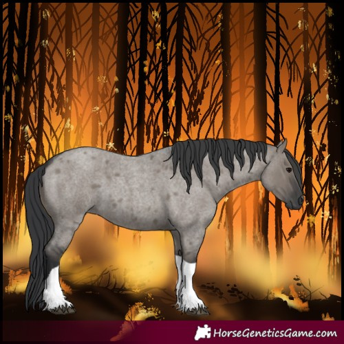 Horse Color:Grullo Roan Tobiano 