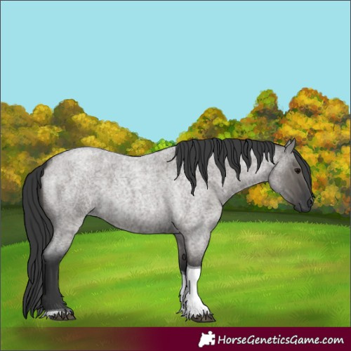 Horse Color:Grullo Roan Tobiano 