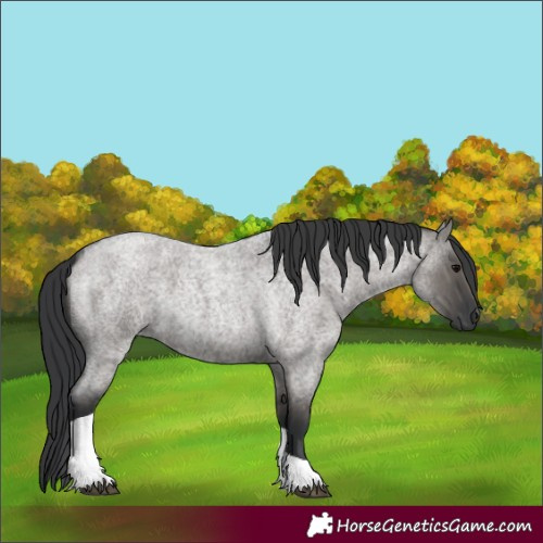 Horse Color:Grullo Roan Tobiano 