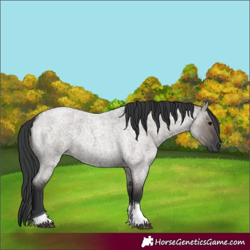 Horse Color:Grullo Roan Tobiano 