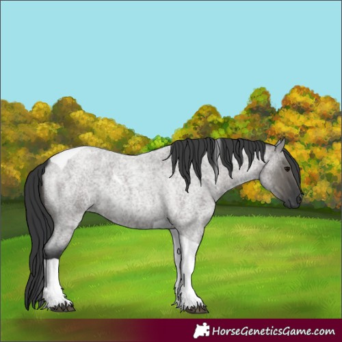 Horse Color:Grullo Roan Tobiano 