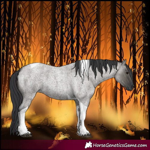 Horse Color:Grullo Roan Tobiano 