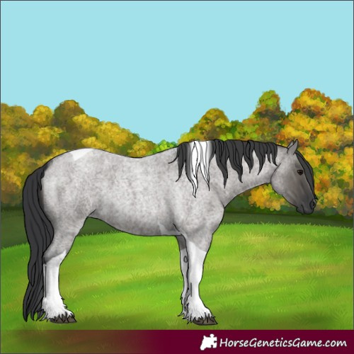 Horse Color:Grullo Roan Tobiano