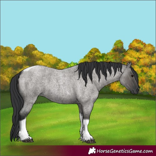 Horse Color:Grullo Roan Tobiano