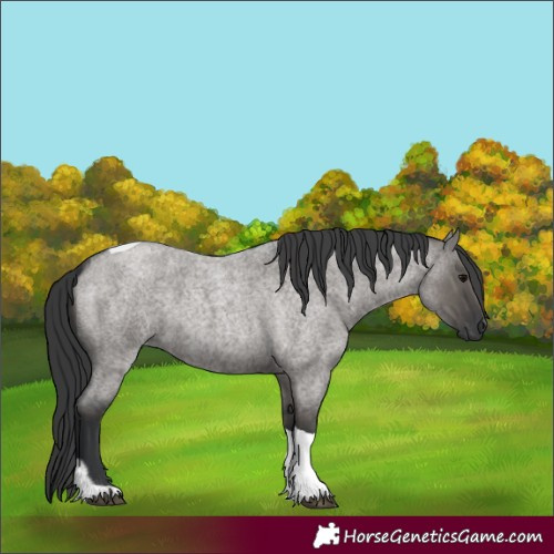 Horse Color:Grullo Roan Tobiano