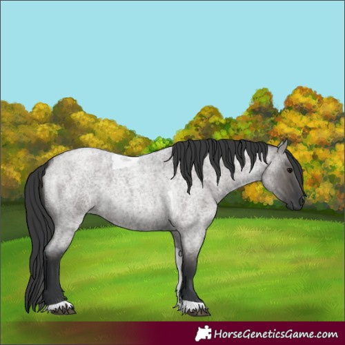 Horse Color:Grullo Roan Tobiano 