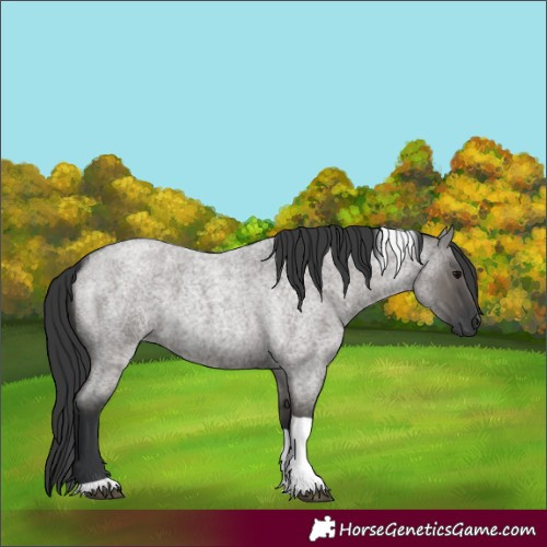 Horse Color:Grullo Roan Tobiano 