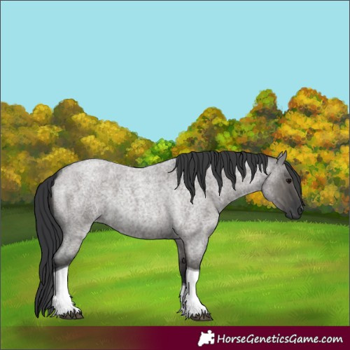 Horse Color:Grullo Roan Tobiano 