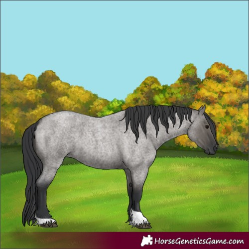 Horse Color:Grullo Roan Tobiano