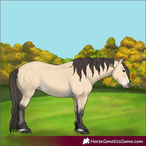 Horse Color:Buckskin 