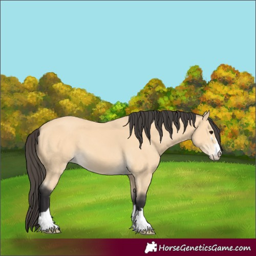Horse Color:Buckskin 
