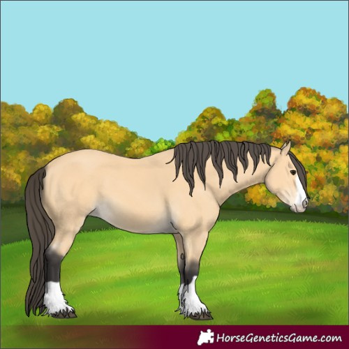 Horse Color:Buckskin