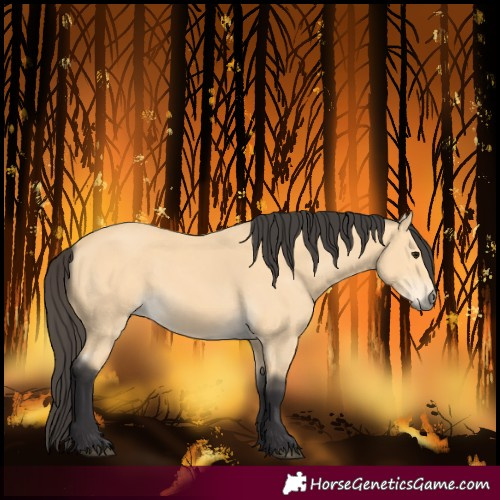 Horse Color:Buckskin 
