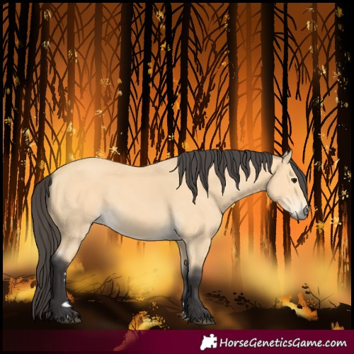 Horse Color:Buckskin 