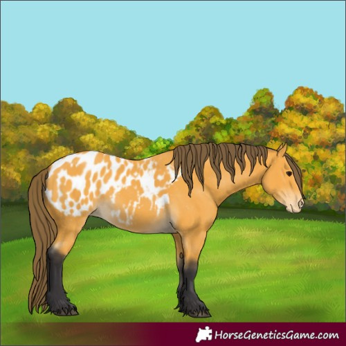 Horse Color:Buckskin Appaloosa 