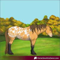 Horse Color:Buckskin Blanket
