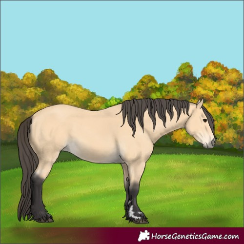 Horse Color:Buckskin 