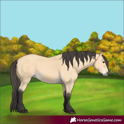 Horse Color:Buckskin