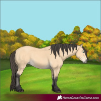 Horse Color:Buckskin Frame