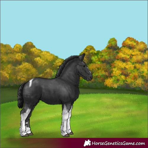 Horse Color:Unknown 