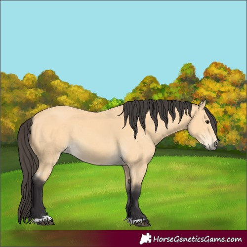 Horse Color:Buckskin 