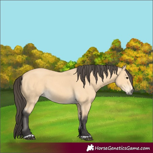 Horse Color:Buckskin 