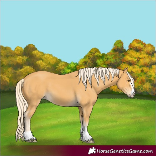 Horse Color:Palomino