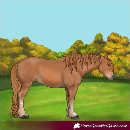 Horse Color:Chestnut 