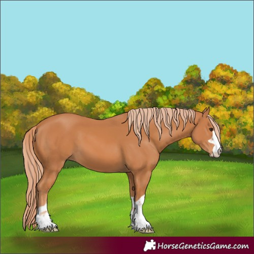 Horse Color:Chestnut 