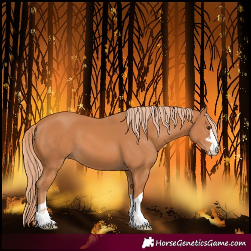Horse Color:Chestnut 