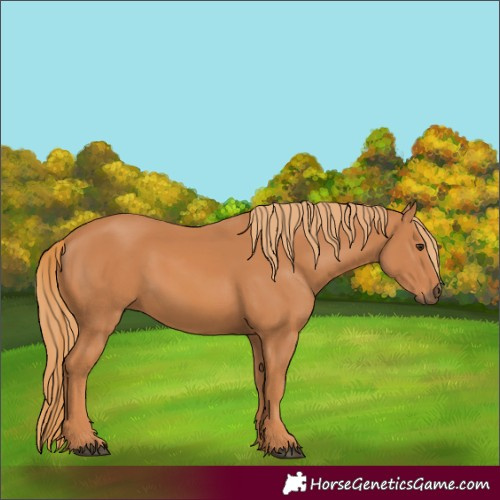 Horse Color:Chestnut 
