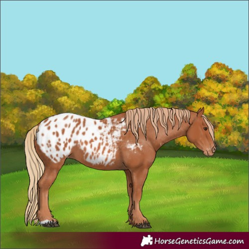 Horse Color:Chestnut Appaloosa