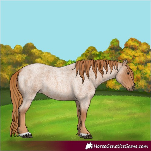 Horse Color:Red Roan 