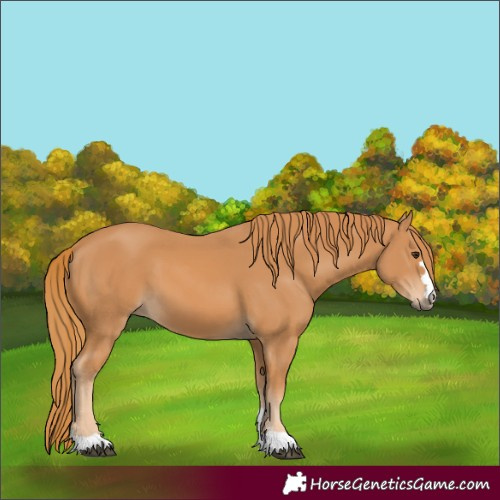 Horse Color:Chestnut 
